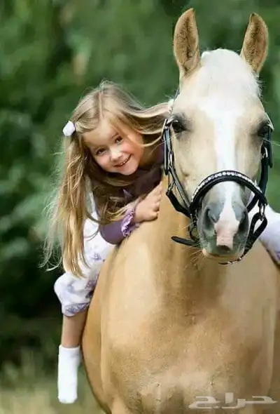 ايواء خيل تاجير غرف للخيل بأفضل الأسعار 750 ريال 0