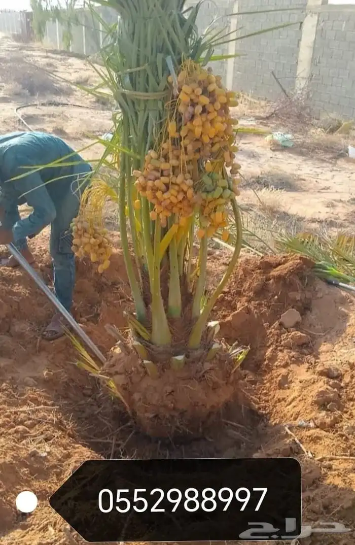 نخل عربي مثمر وزينه درجه اولى 5