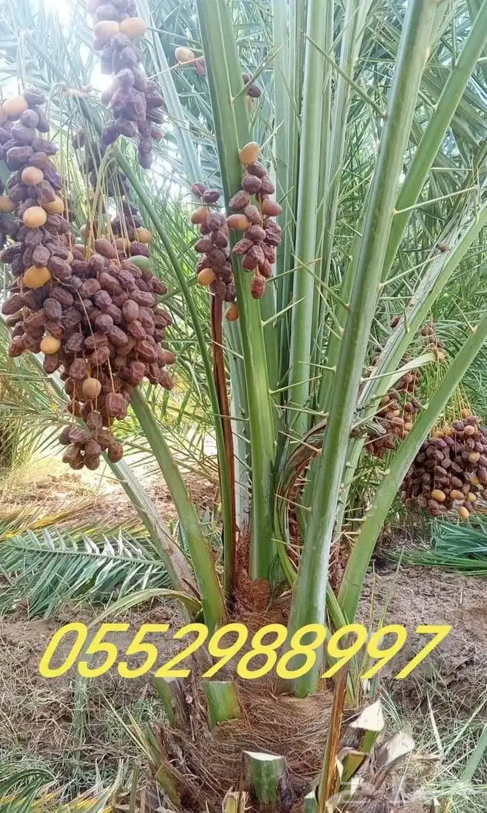 نخل عربي مثمر وزينه درجه اولى 2
