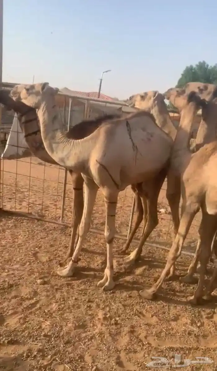 متوفر 22 قعود صومالي مفاريد في المزاحمية 1