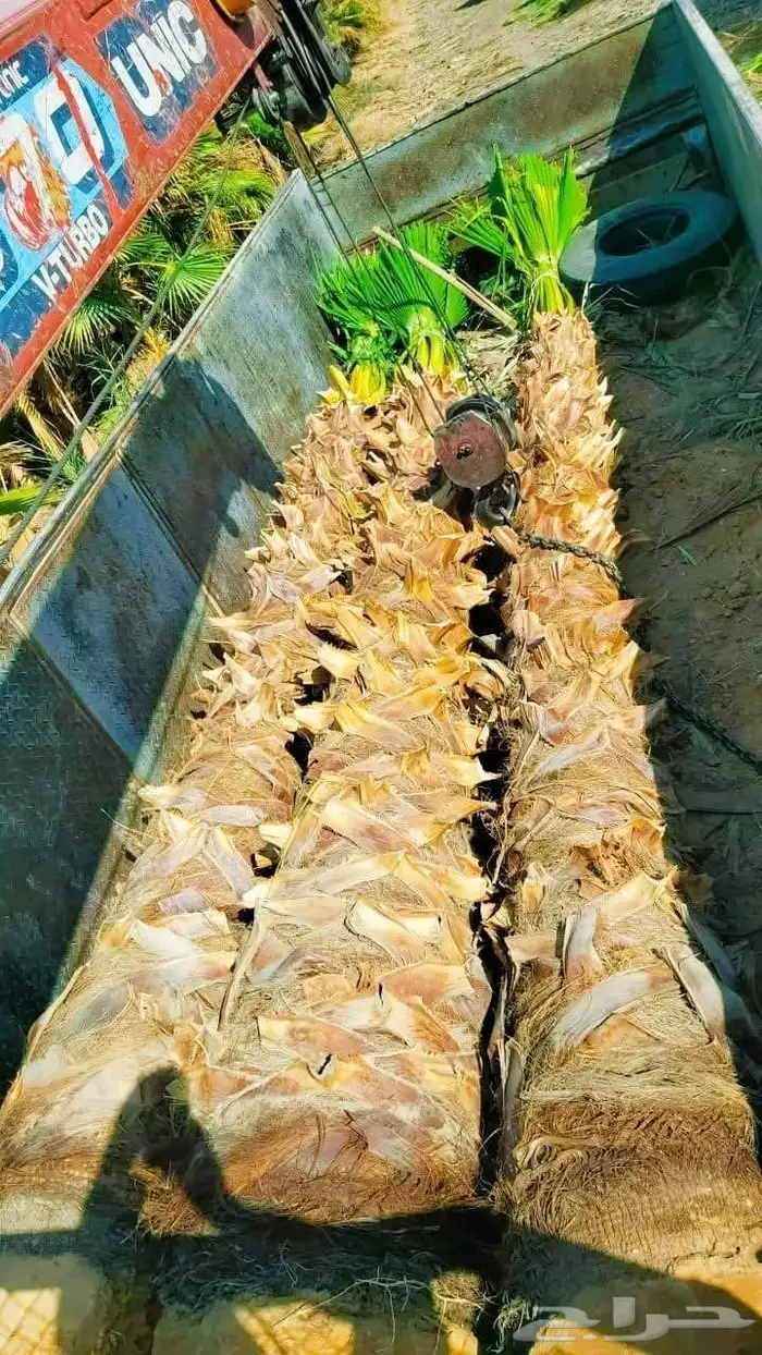 نخيل واشنطني جميع المقاسات ونوصل جميع مناطق المملكة 4