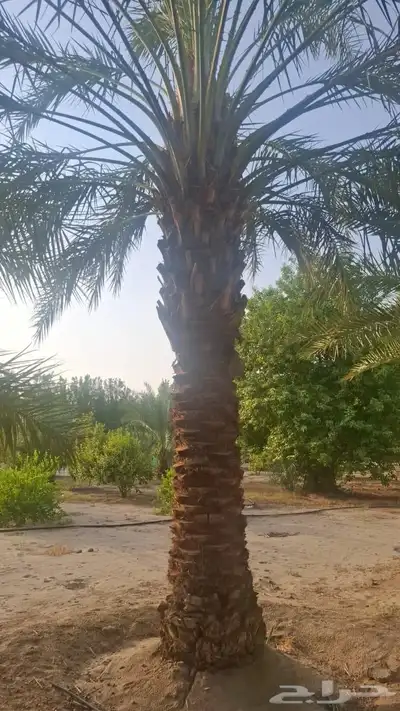 نخيل للبيع مكه جده index