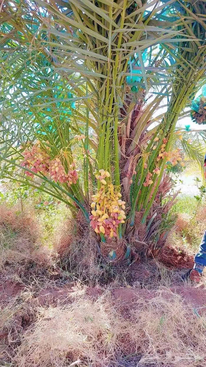 متوفر فسايل مثمره للبيع جميع الأنواع 2