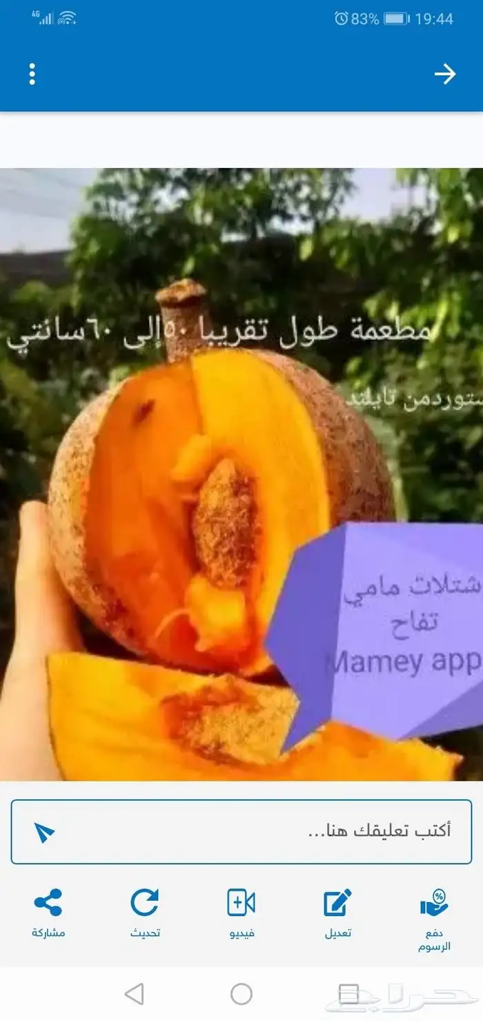 . شتلات نيم مبرقش ابيض و mamey apple كل مطعمة 4