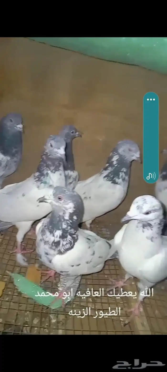 رماح 0