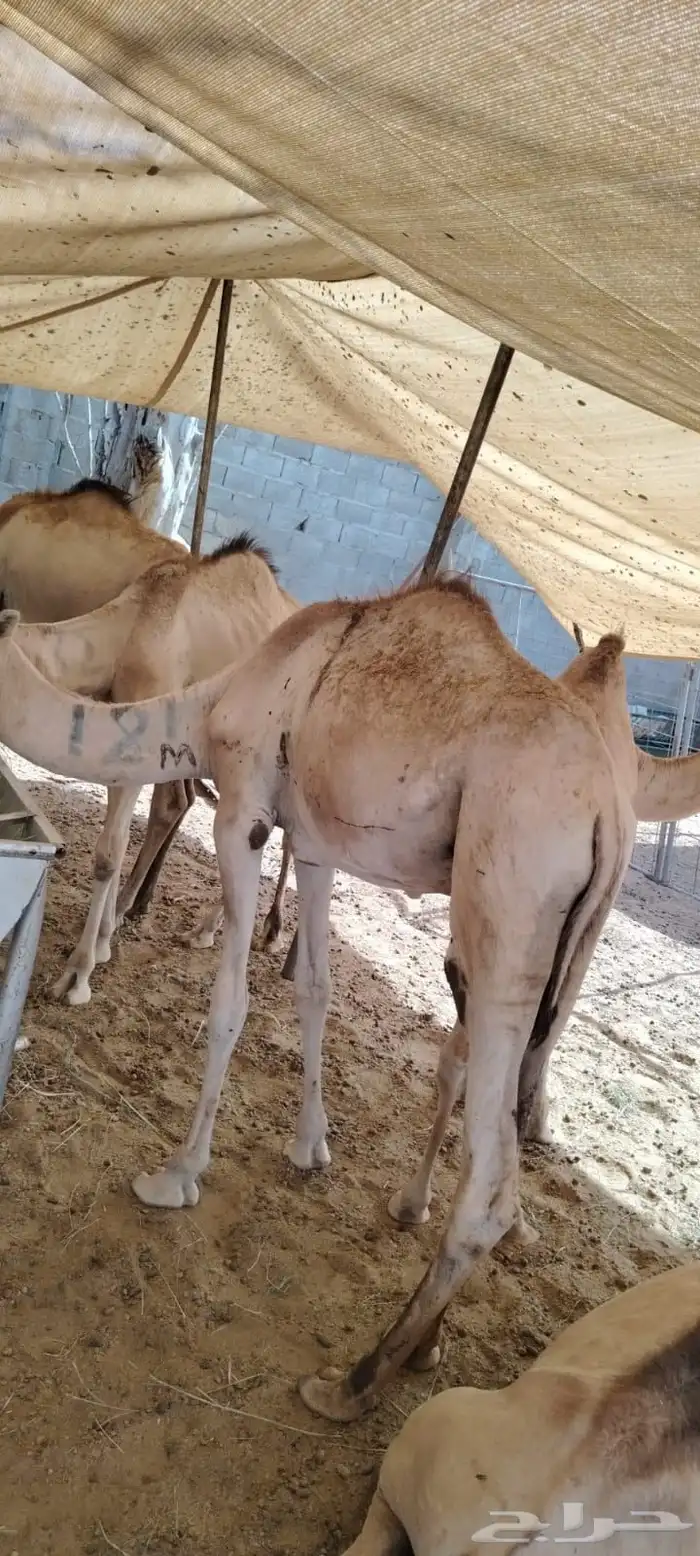 وصول قعدان ماشاء الله تبارك الله لحوم ممتازة وصحة طيبة 2