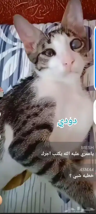 اسمه دودي قط بلدي منقذ تربيه منزل متعود ع اللتر بوكس index