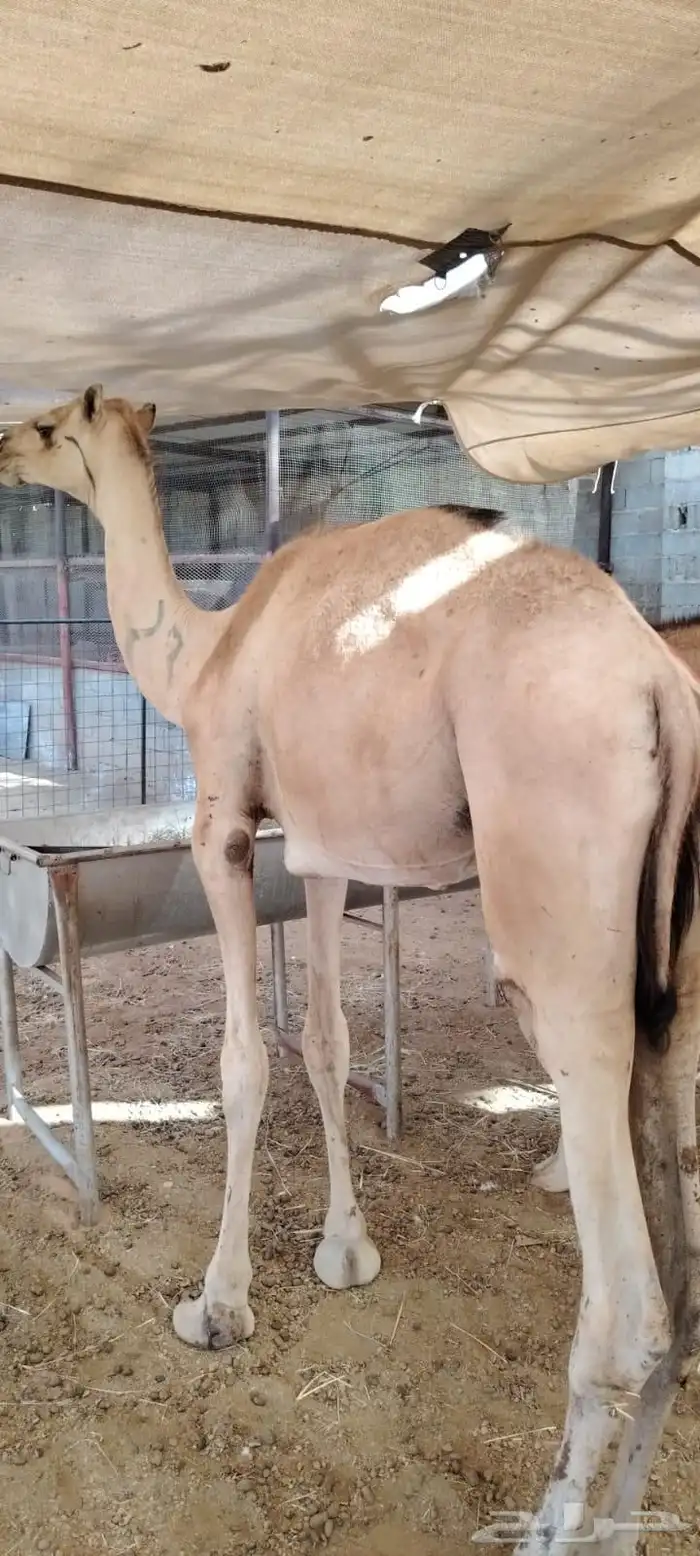 قعدان مستورده نضيفه محصنه جاهزه فرع الرياض المزاحميه 3