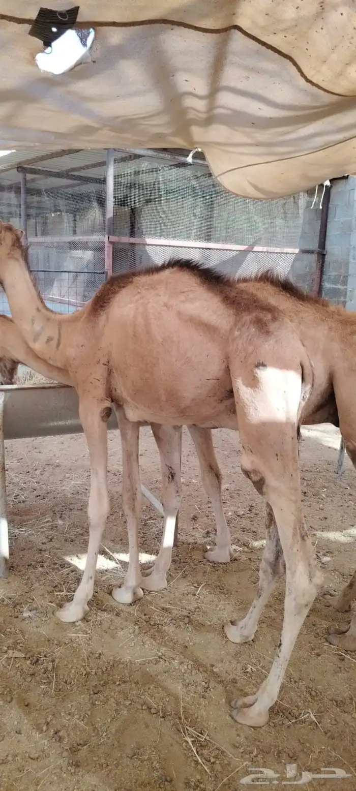 وصول قعدان ماشاء الله تبارك الله لحوم ممتازة وصحة طيبة 0