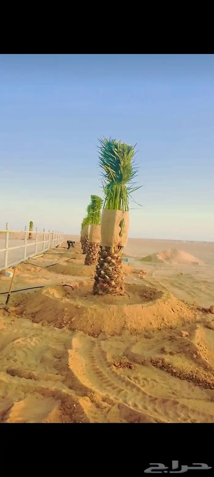 نخل للبيع 0