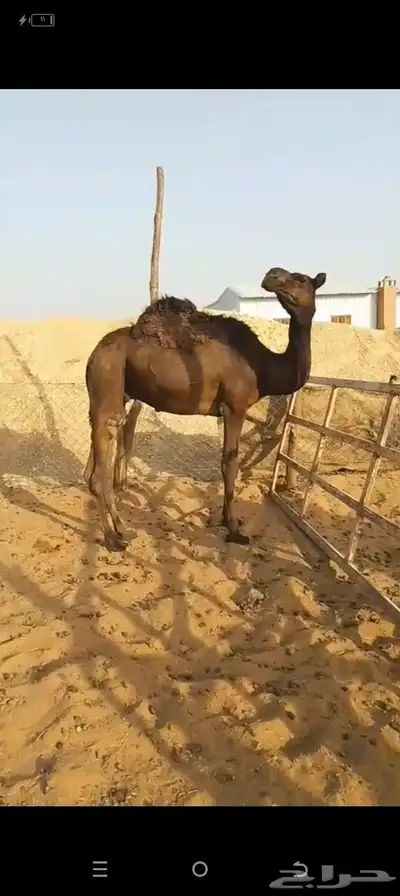 البيع قعود مجهم مفرود index