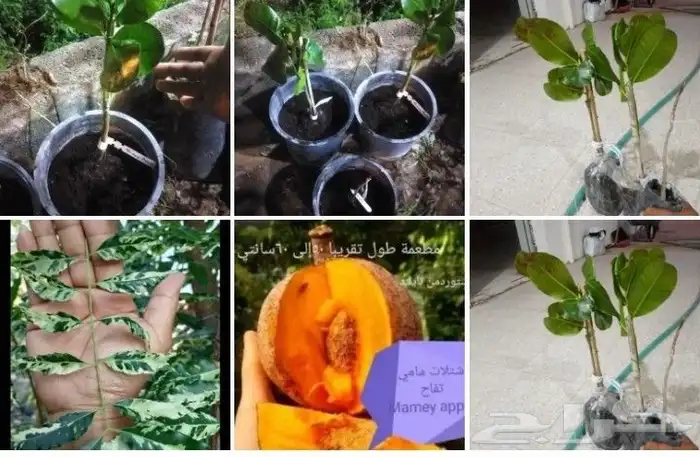 . شتلات نيم مبرقش ابيض و mamey apple كل مطعمة 0