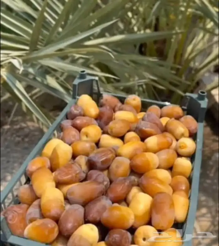 نخل عربي مثمر وزينه درجه اولى 3