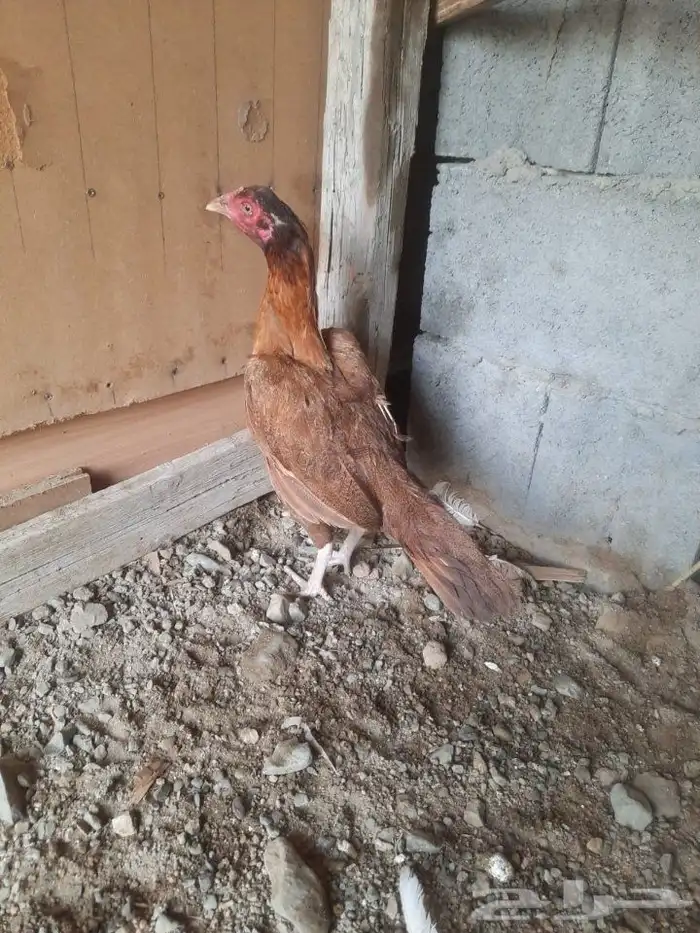للبيع ديك و دججتين سندي دجاجه موليه مشجر 4