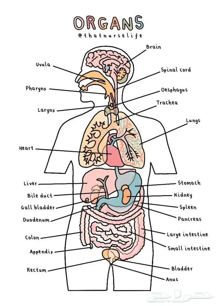 شرح مادة التشريح و وظائف الأعضاء لطلاب الطب والمجالات الطبية 1