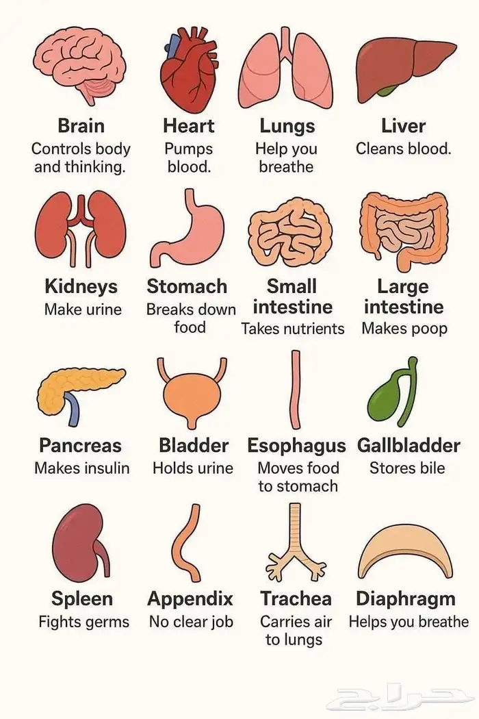 شرح مادة التشريح و وظائف الأعضاء لطلاب الطب والمجالات الطبية 2