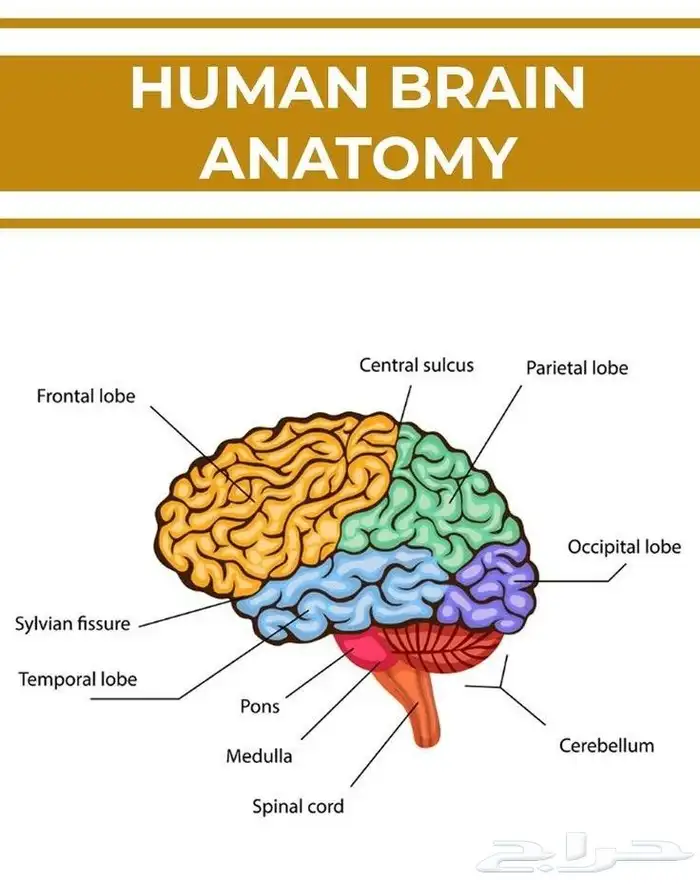 شرح مادة التشريح و وظائف الأعضاء لطلاب الطب والمجالات الطبية 0