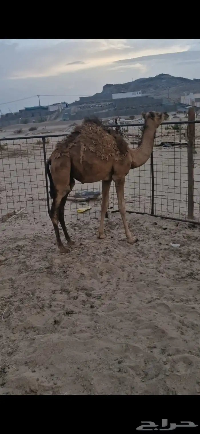 بكره و قعود 2