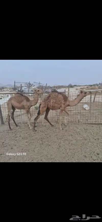 بكره و قعود index
