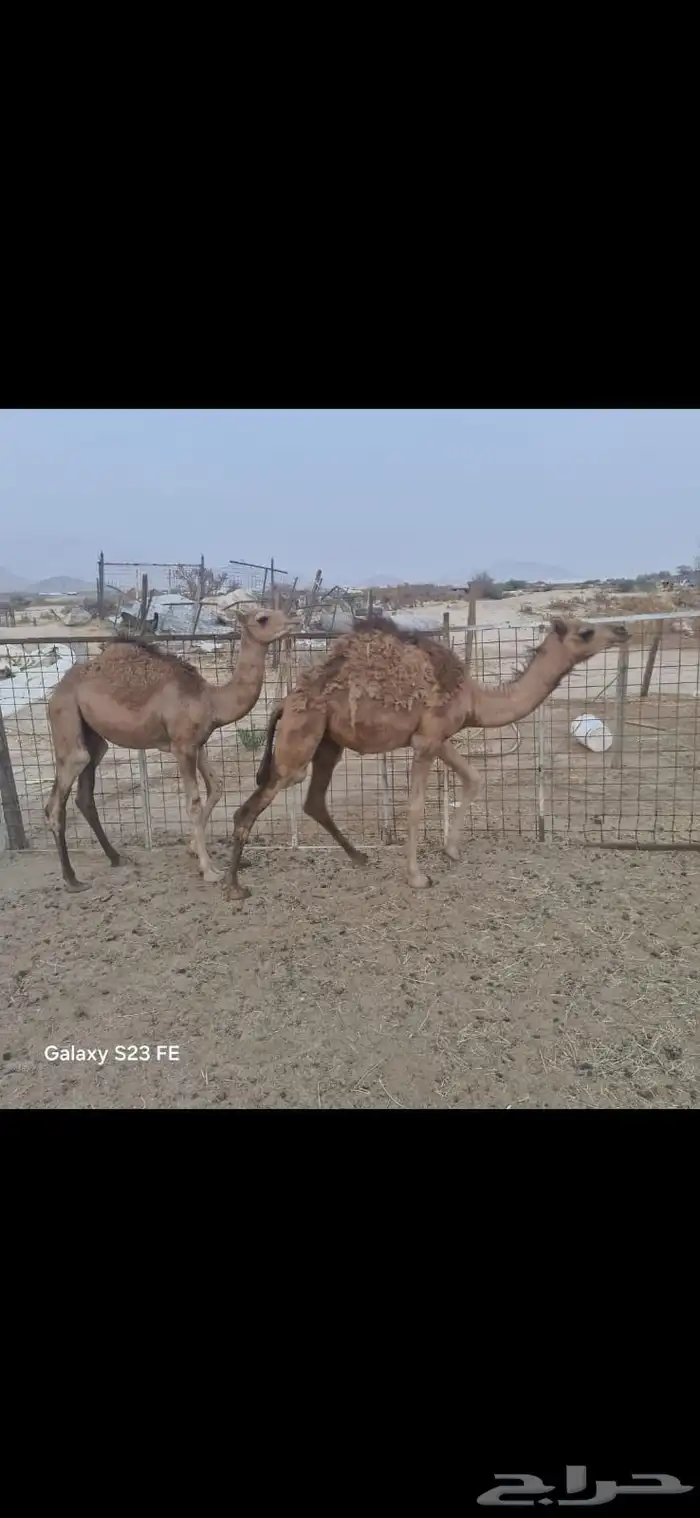 بكره و قعود 0