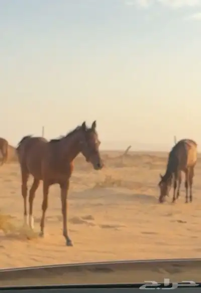 مهر شعبي 0
