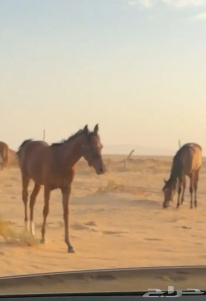 مهر شعبي 0
