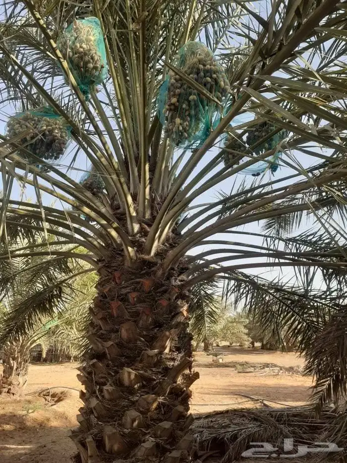 ثمر نخيل للبيع 0