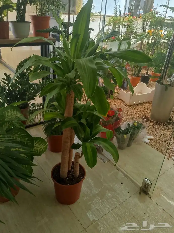 جهنمية أشجار شجر جهنميه جميع ألوان ونخل واشنطونيا نخيل زينه 2