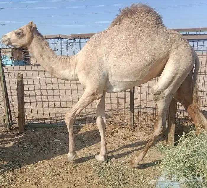 حاشي لحم فل ماشاء الله 1