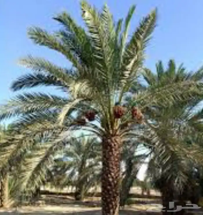 محتاج استراحه للايجار 1