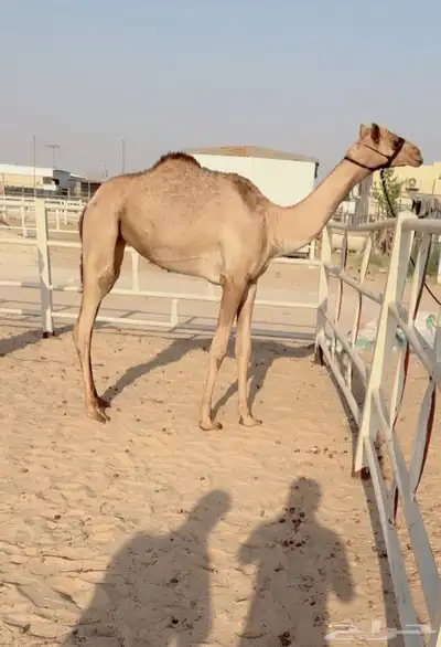 لقيه طيبه 0