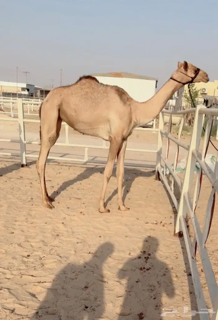 لقيه طيبه 0