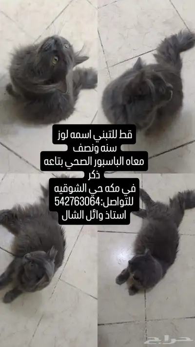 قط للتبني 0