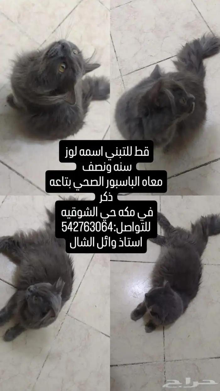 قط للتبني 0