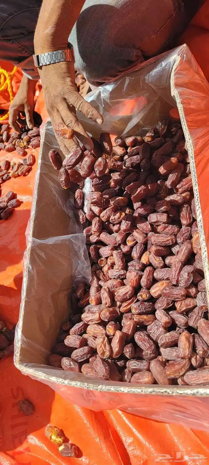 خضري فاخر الموقع الغاط كميه مفتوحه 4