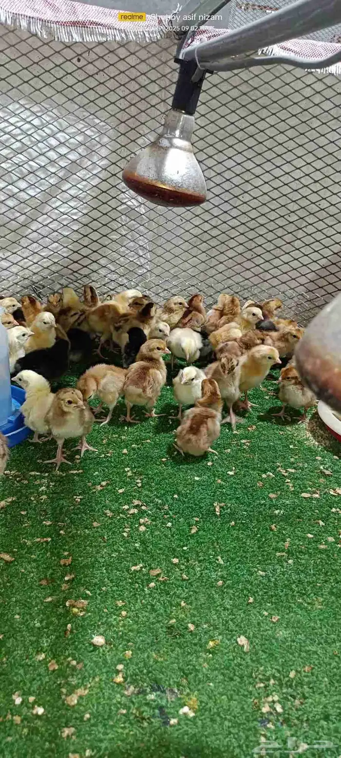 فروخ دجاج فرنسي مهجن عربي 1
