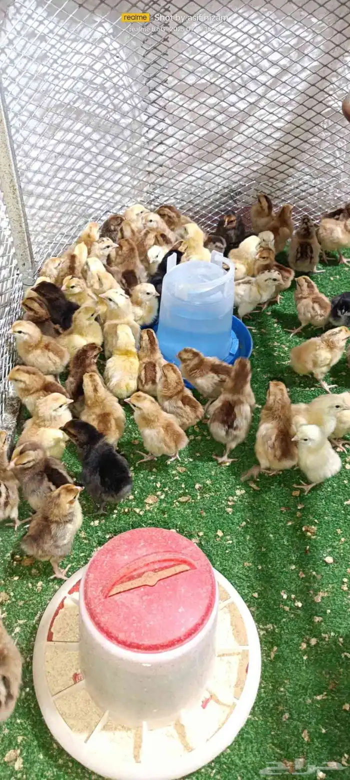 فروخ دجاج فرنسي مهجن عربي 4