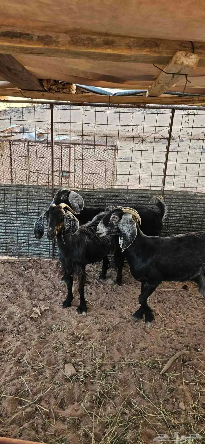 معزاء 0