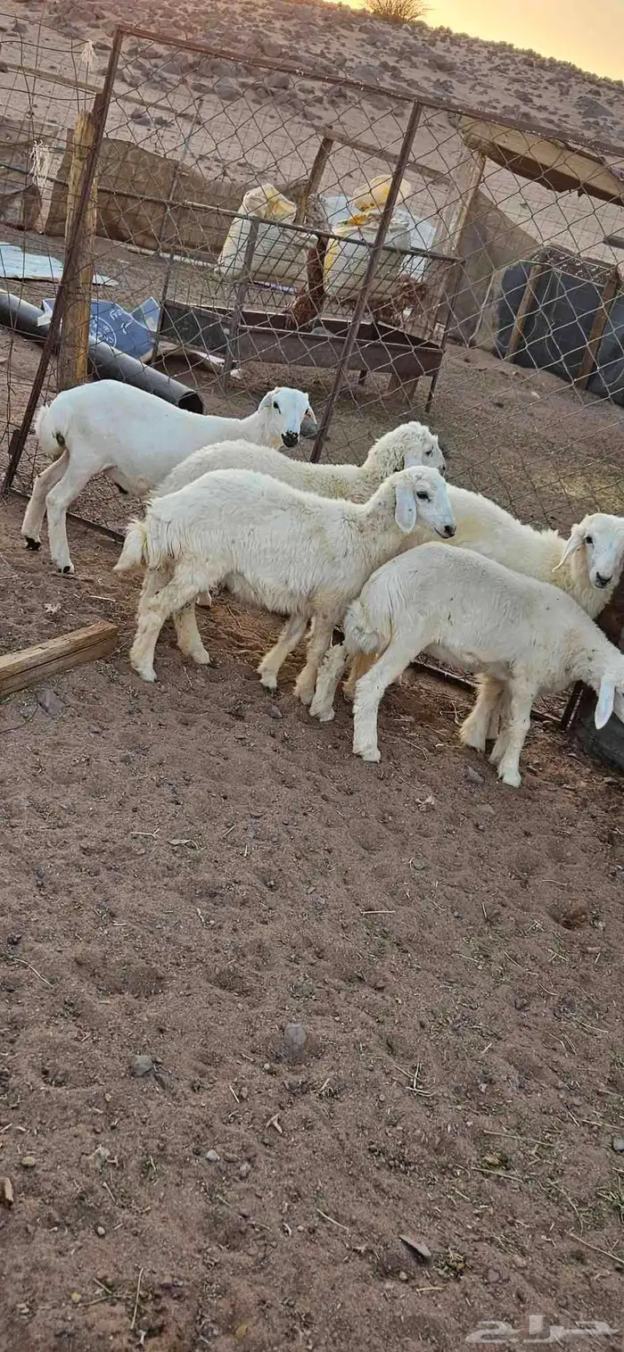 خرفان البيع 1