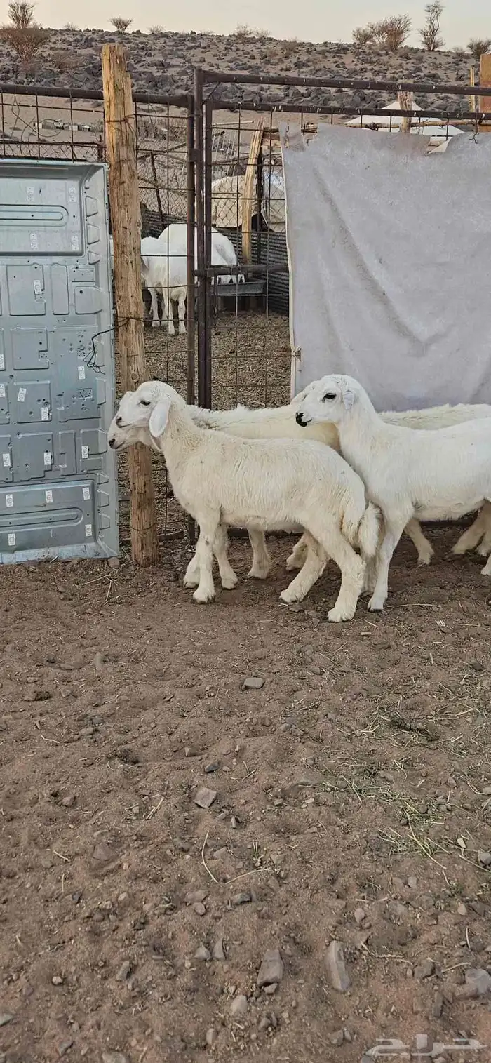 خرفان البيع 3
