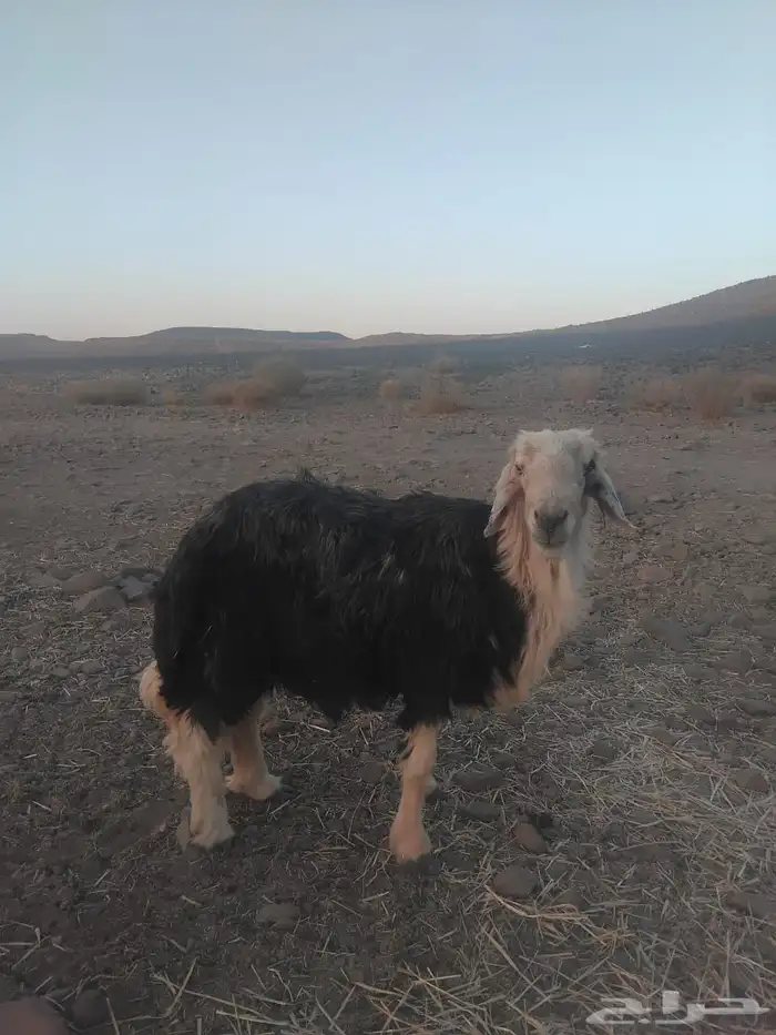 فحل نجدي اللبيع 1
