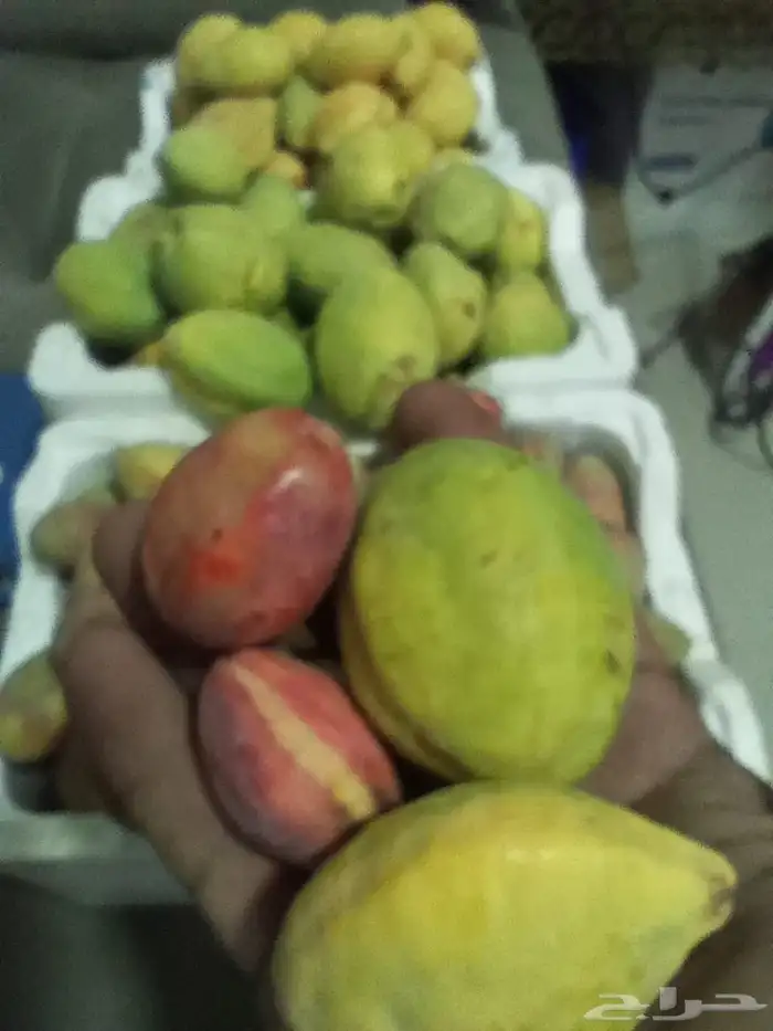 لوز سكري ذهبي 16