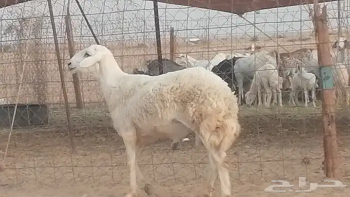 فحل حري للبيع 4