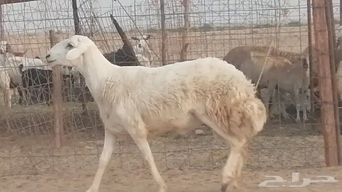 فحل حري للبيع 2