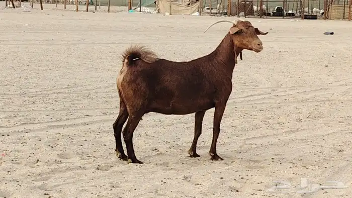 عنز محايليه طيبه مضرع 0