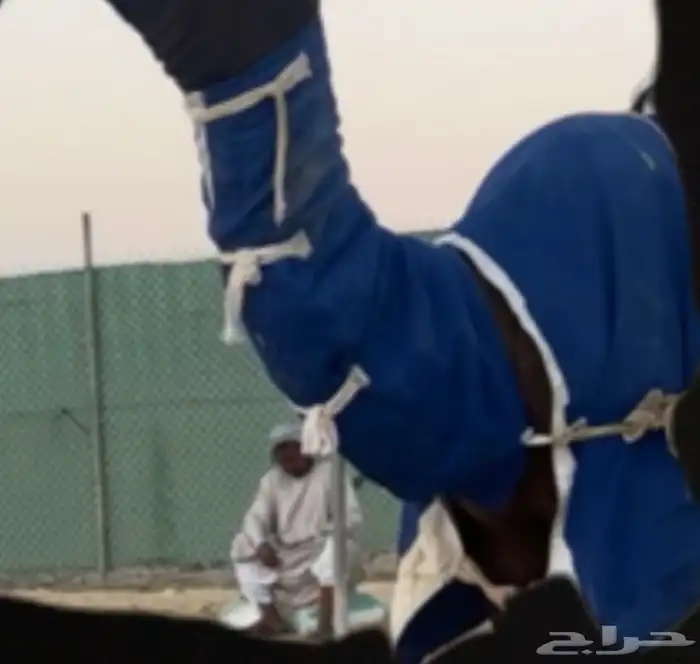 خيام مشبات بيوت شعر ملكي اجله 4
