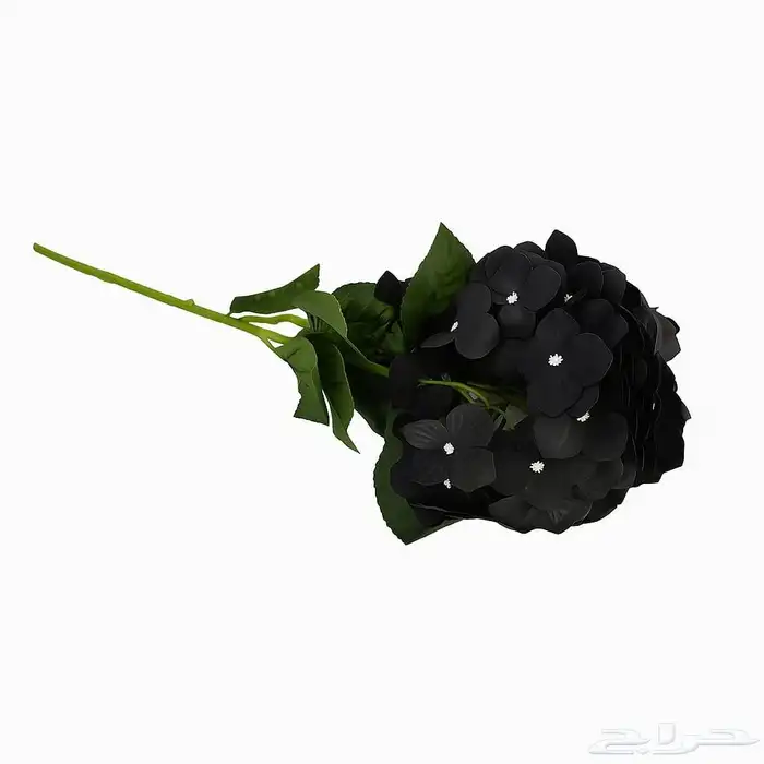 زهور وجداريات ولوحات فنيه وفازات 45