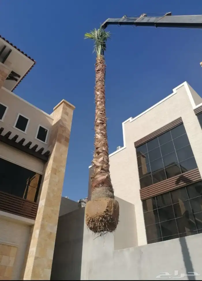 نخل وشنطني زينه امريكي للبيع 0