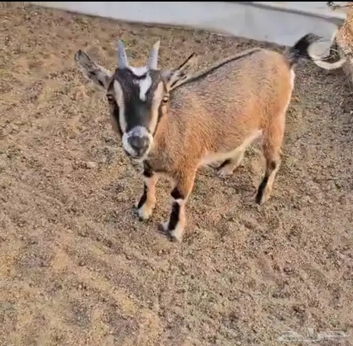 جفره قزم معرفه 0