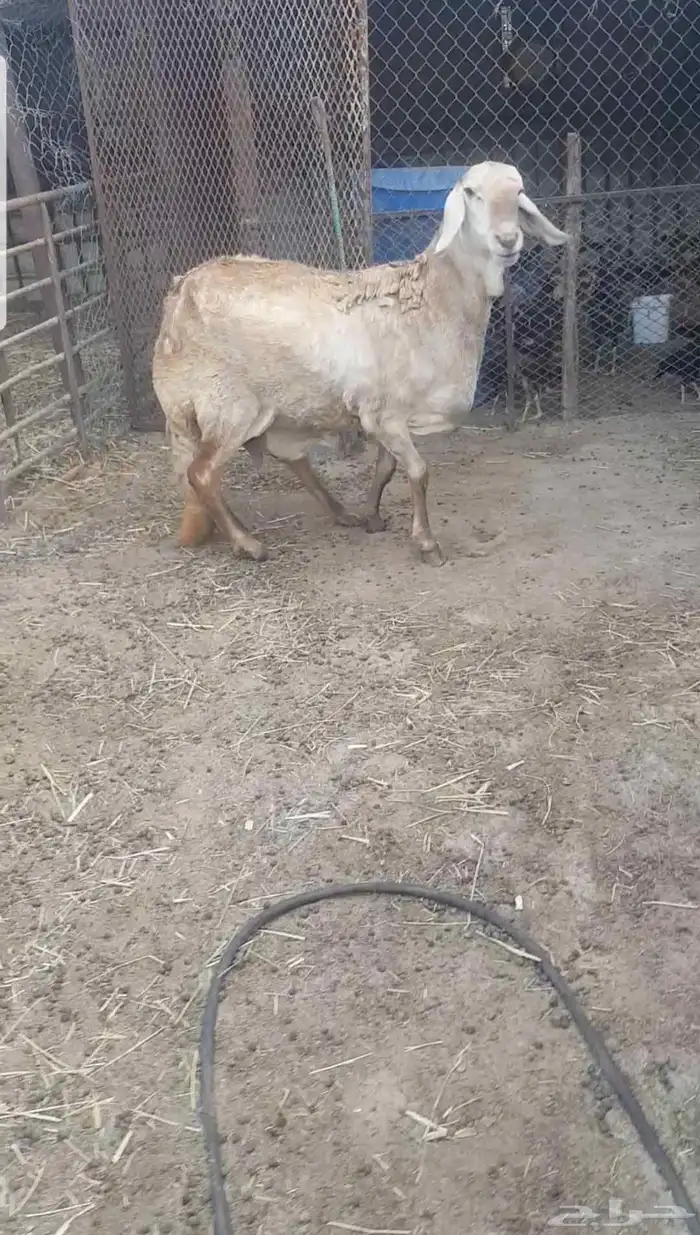 شاه سوكنيه 1